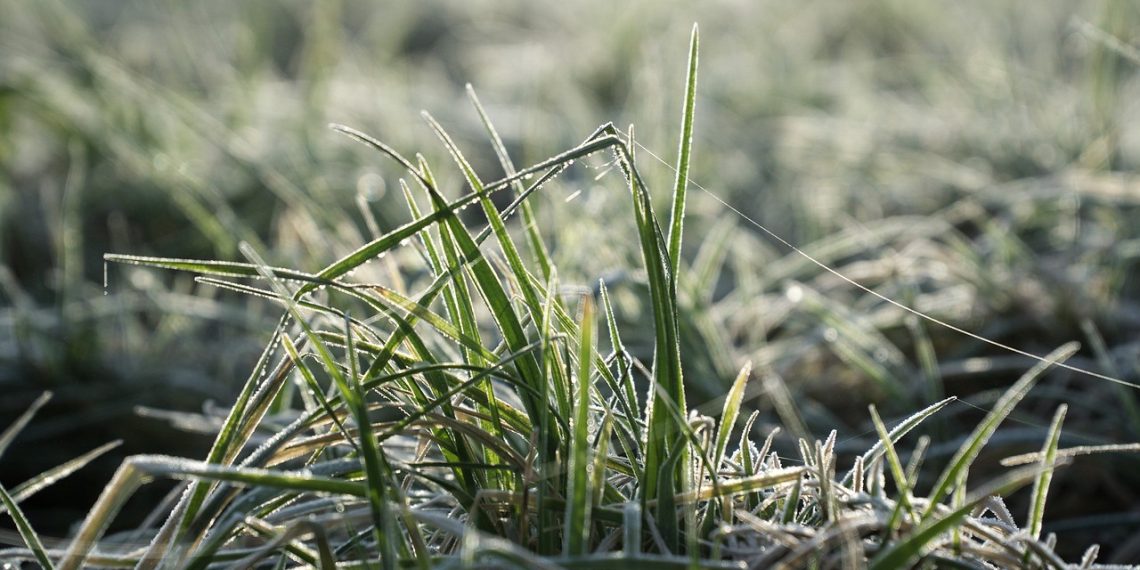 Мамлекет жер берди