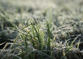 Мамлекет жер берди