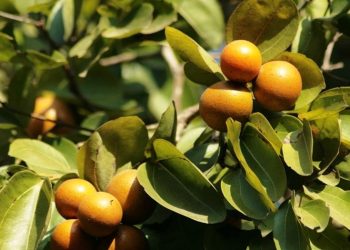 Күчала чөптүн дарылык жактары көп