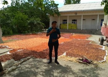 Күрүч өстүргөн Расул түшүмүн кантип көбөйткөнүн айтып берет