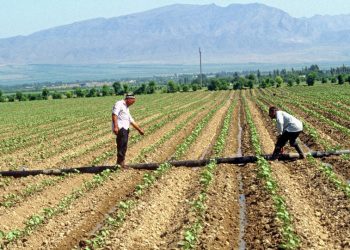 Жерибиздин так ортосунан арык чийип алышты. Эмне кылсак болот?