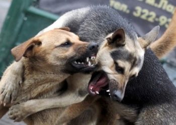 Көчөбүздө кароосуз иттер абдан көп