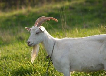 Балага эчкинин сүтү зыянбы?