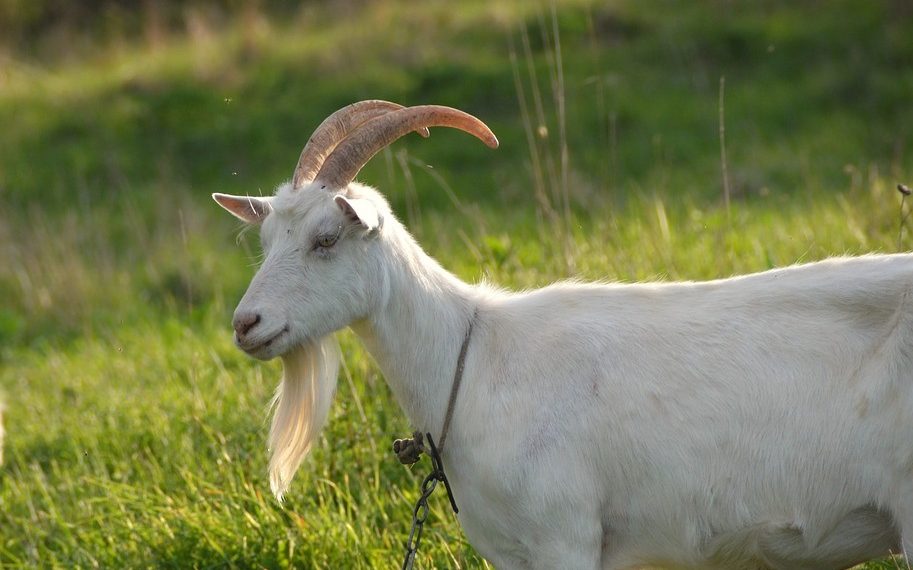 Балага эчкинин сүтү зыянбы?