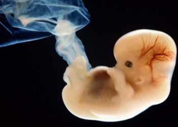 Кош бойлуулук календары (1-12 жума)