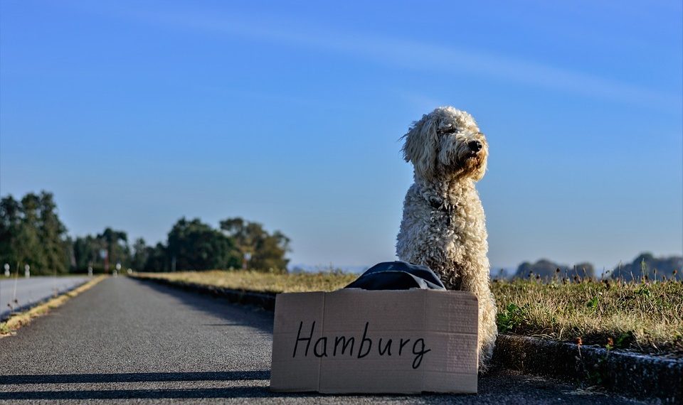 Германияда иштегим келет