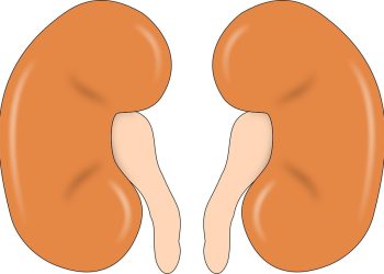 Бөйрөктөгү тузду кантип кетирем?