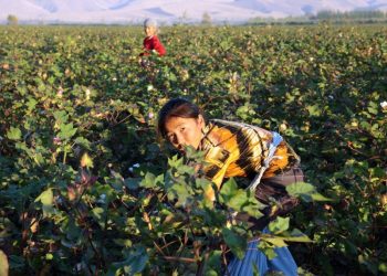 Алмаз Султашев: "Талаа жумушу балаңызды оорукчан кылат!"