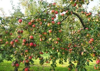 Биздин климатка кайсы сорттогу алма жакшы? Эксперт жооп берет