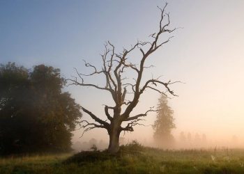 Жөн эле бир чириген дарак сыяктуумун. Психолог жооп берет