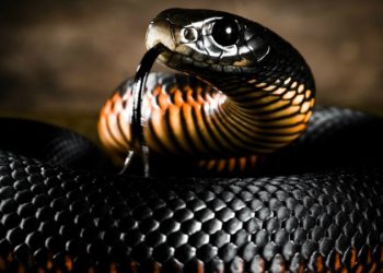 Жыландын үн чыгарганы эмне деп айтылат? Тесттен өтүп көрүңүз