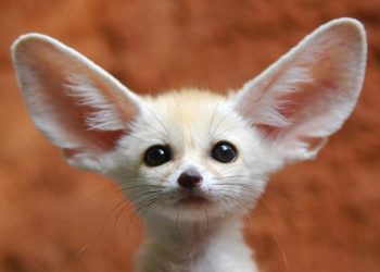 Балыктар бакка чыга алышат. Чын же калп тесттинен өтүңүз