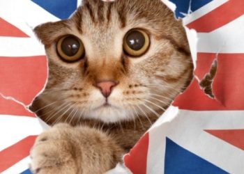 Бир айда англис тилин үйрөнсө болобу? Адистен жооп