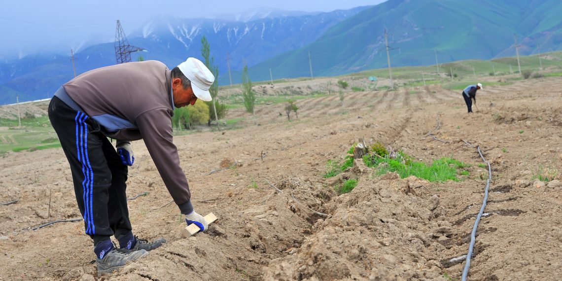 Дыйкан-фермерлерге насыя кандай негизде берилет? Адис айтып берет