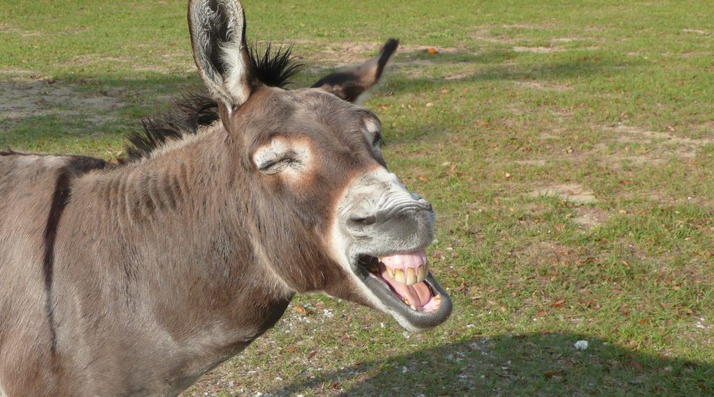 Алданбайм десеңиз бул тесттен өтүңүз