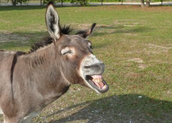 Алданбайм десеңиз бул тесттен өтүңүз