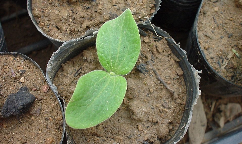 Дыйканга кеңеш: көчөт тандоодогу негизги каталар