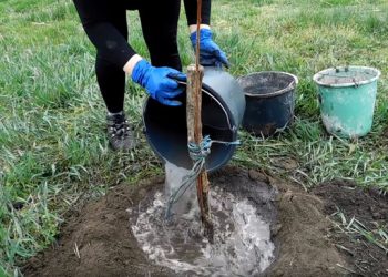 Дыйканга кеңеш: мөмөлүү бактарды суугаруудагы негизги каталар