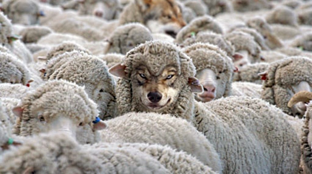 Кой терисин жамынган карышкыр молдонун бетин кантип ачса болот?