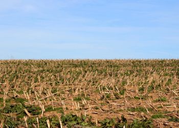 Дыйканга кеңеш: түшүм жыйнагандан кийин топуракты тазалоо