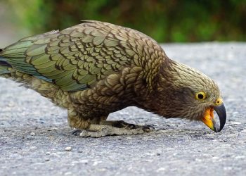 Тоту куш кой өлтүрө алат. Чын же калп тестинен өтүңүз