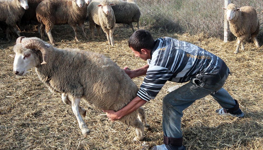 Кой сое албай кайын журтуна шылдың болгон күйөө баланын баяны