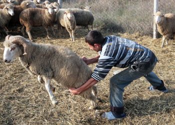 Кой сое албай кайын журтуна шылдың болгон күйөө баланын баяны