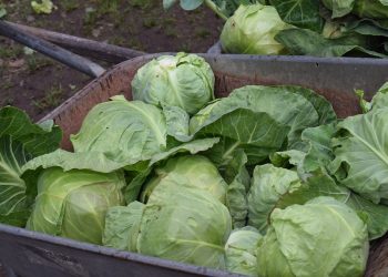 Капустанын кыргызчасын билесизби? Тесттен өтүңүз