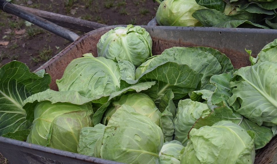 Капустанын кыргызчасын билесизби? Тесттен өтүңүз