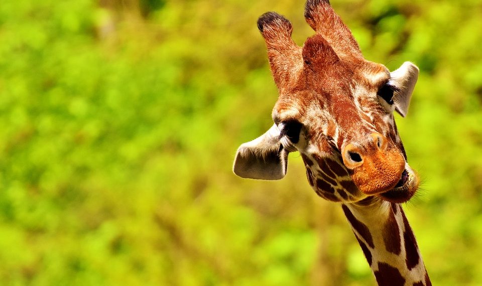 Жирафтын кыргызчасын билесизби? Тесттен өтүп көрүңүз