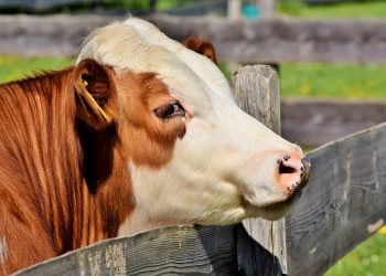 Тууганыбыз уй карыз. Кантип алсак болот? Юрист жооп берет