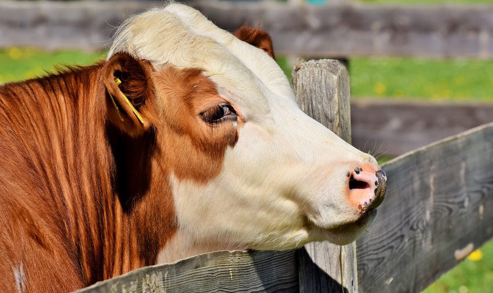 Тууганыбыз уй карыз. Кантип алсак болот? Юрист жооп берет