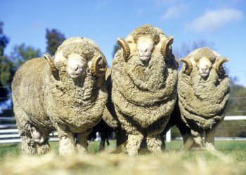 Бул кайсы породадагы кой? Тесттен өтүңүз