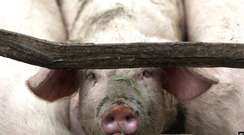 Кошунама чочко бакпа деп кантип айтсам болот?