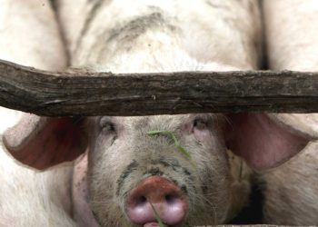 Кошунама чочко бакпа деп кантип айтсам болот?