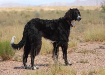 Ит породаларын билесизби? Тааный алам десеңиз