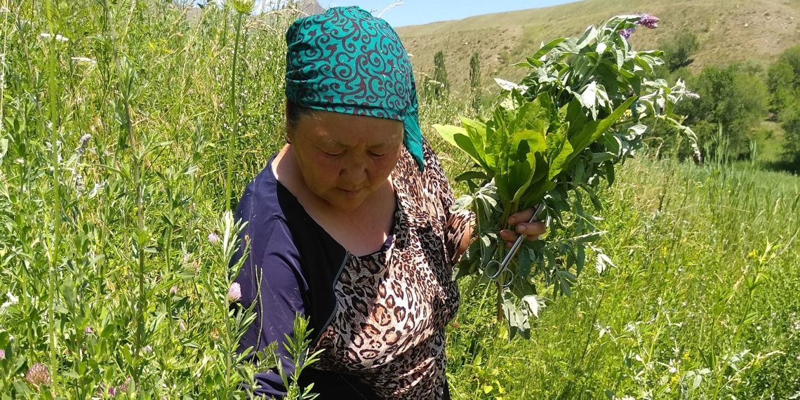 Дары чөптөрдү бир көрүп тааный алам десеңиз