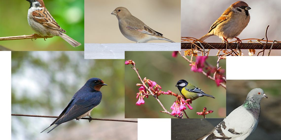 Сүрөттү карап куштардын атын атаңыз. Тест