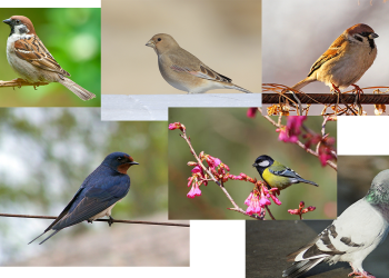 Сүрөттү карап куштардын атын атаңыз. Тест