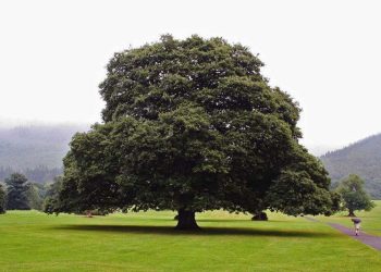 "Дуб" деген дарактын кыргызчасын билесизби? Тест менен өзүңүздү сынаңыз