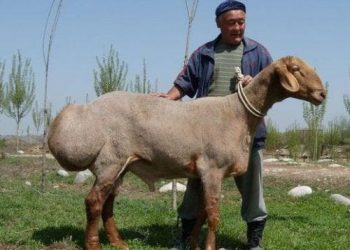 Кой эти канча устуканга бөлүнөт? Кой тууралуу кызыктуу тест