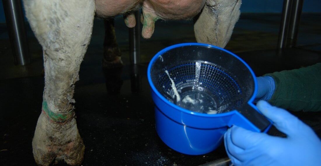 Кандай учурда уйдан ириген сүт чыгат?