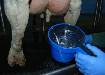 Кандай учурда уйдан ириген сүт чыгат?