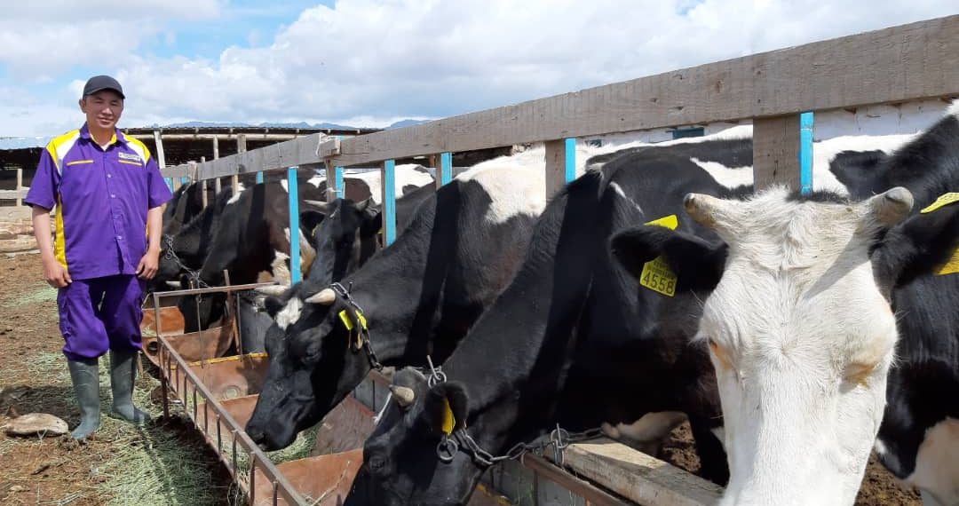 Фермер Кенжебек Качкынбаев 800 кг эт берген уйларды кантип алганын айтып берет