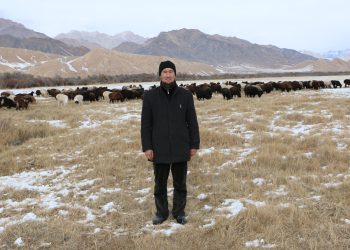 40 койдун башын 400гө чейин жеткирген фермердин ийгилик сыры