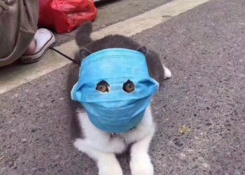 Коронавирустан сактануу эрежелерин билбей уят болбойсузбу? Тесттен өтүңүз