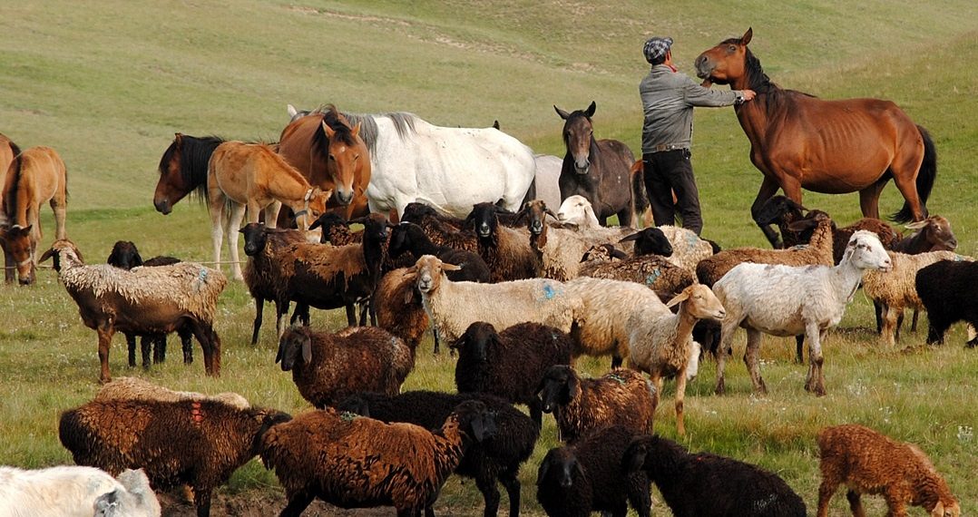 Тууганыбызга берген койлорду кантип өндүрүп алсак болот?