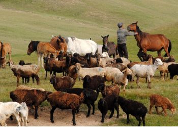 Тууганыбызга берген койлорду кантип өндүрүп алсак болот?