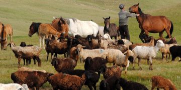 Тууганыбызга берген койлорду кантип өндүрүп алсак болот?