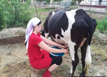 Кайын эжелерим оокатка жок келинин мактап турушат